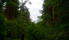 Vidéo. La forêt de Grunewald en feu après l’explosion d’un dépôt de munitions