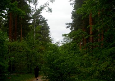 forêt de grunewald