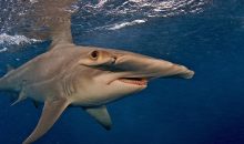 Vidéo. Un improbable combat entre un chien et un requin, au Bahamas !