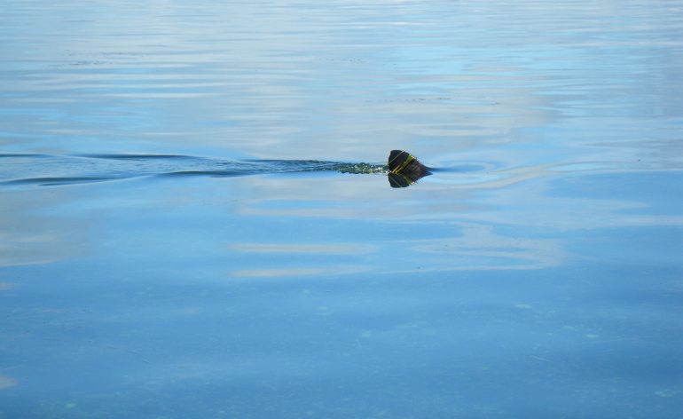 requin