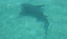 Vidéo. Alerte au Requin sur une (autre) plage française