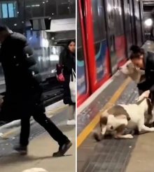Vidéo. Choquant : un homme attaqué par un gros chien dans une station !