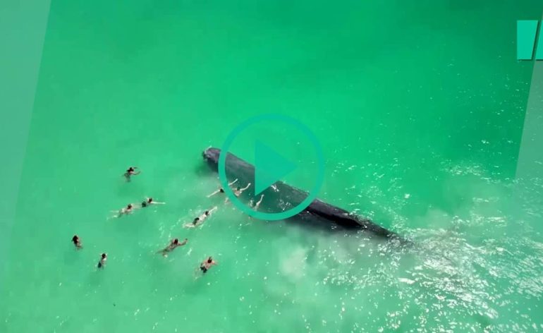 vidéo-baleine-plage-perth (1)