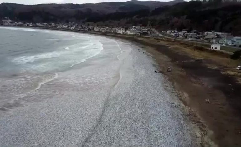 vidéo-japon-milliers-de-poisssons-morts