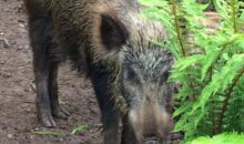 Vidéo. Horreur absolue et maltraitance animale, 1 sanglier éventré et pendu par 1 agriculteur