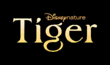 Une bande annonce trop craquante pour le long-métrage TIGRES, à venir sur Disney+