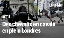 Vidéo. Londres : des chevaux paniqués et couverts de sang sèment la pagaille !