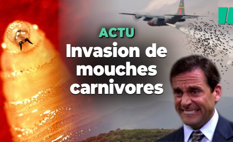 vidéo-invasion-de-mouches-carnivore-costa-rica