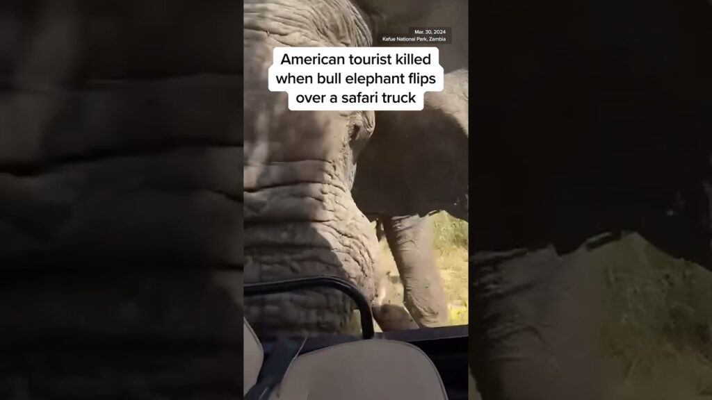 vidéo-zambie-éléphant-tue-une-touriste