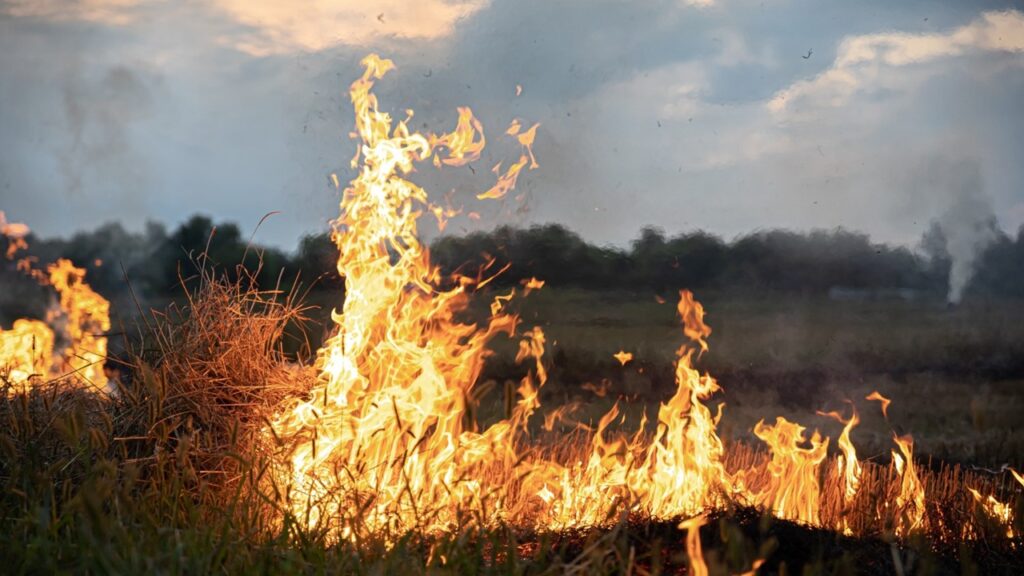 vidéo-feu-de-brousse