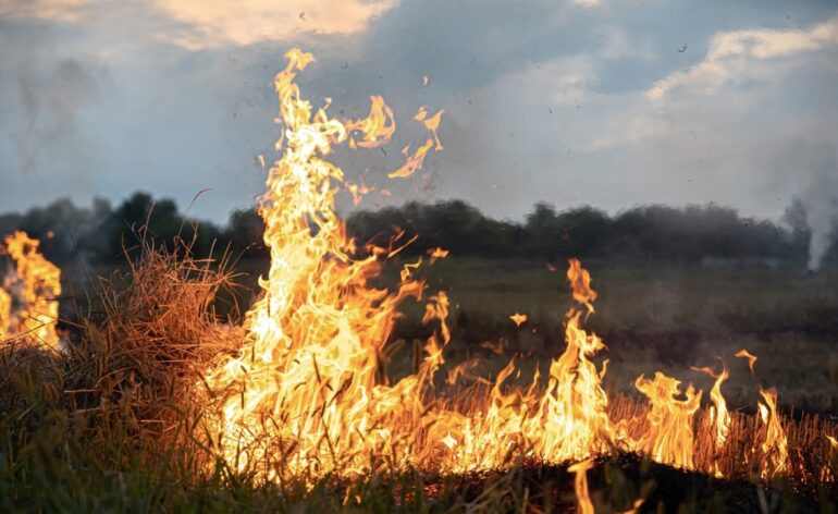 vidéo-feu-de-brousse