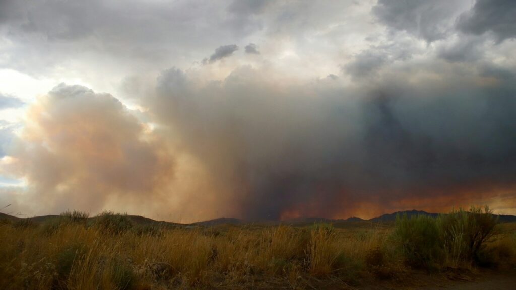 vidéo-feu-de-brousse-forêt