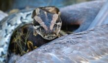 Vidéo. Indonésie : le corps sans vie d’une femme retrouvé dans le ventre d’un énorme python !