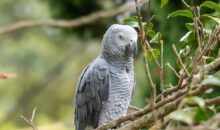 Vidéo. La terreur des oiseaux : des milliers de perroquets envahissent une ville !