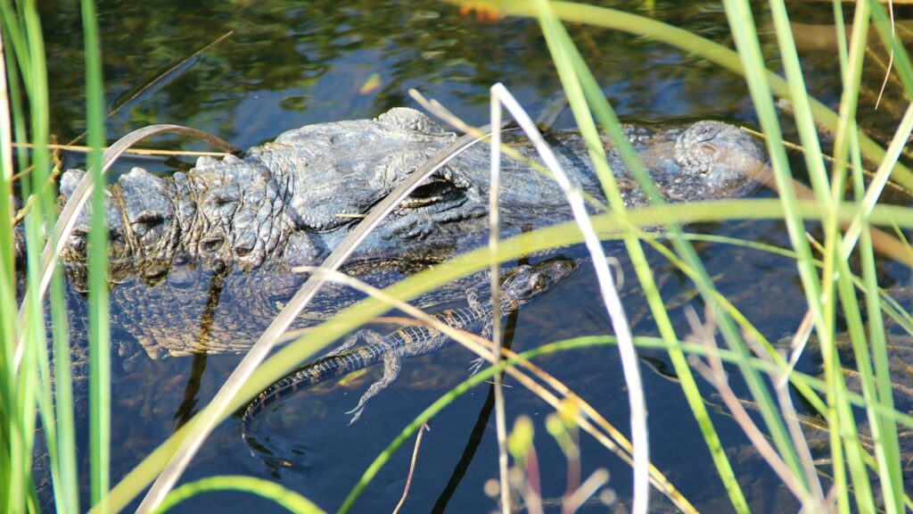 vidéo-montée-alligators