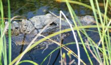 Vidéo. L’ouragan Milton provoque la panique : un alligator mord une voiture !