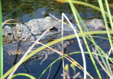 vidéo-montée-alligators