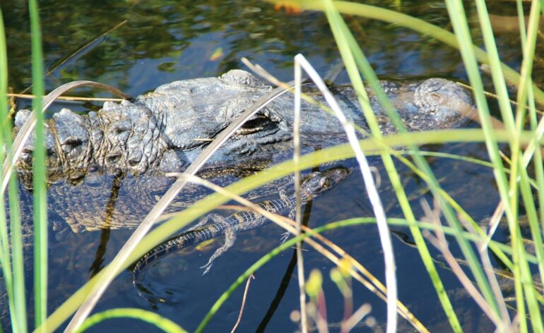 vidéo-montée-alligators