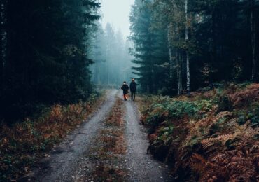 vidéo-chasse-en-forêt