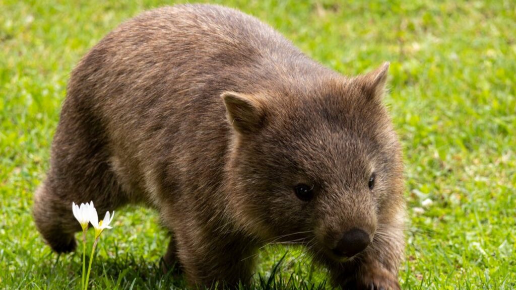 vidéo-Australie-wombat