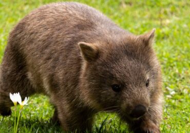 vidéo-Australie-wombat