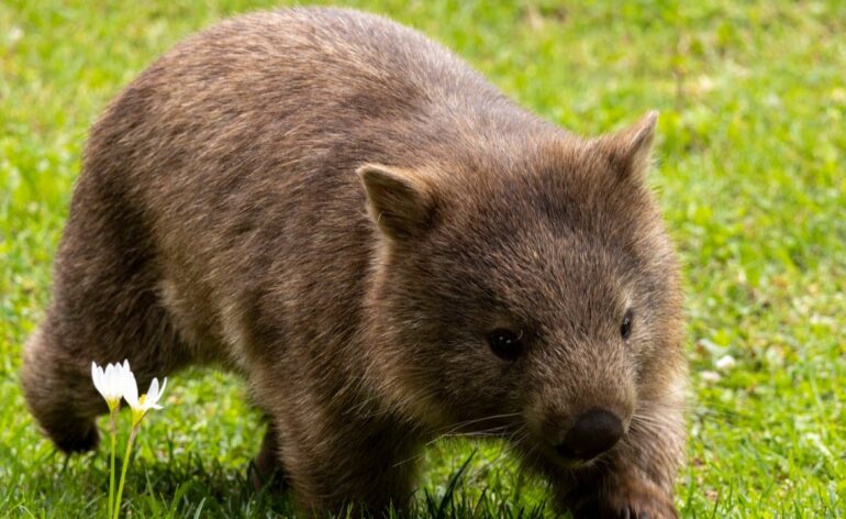 vidéo-Australie-wombat