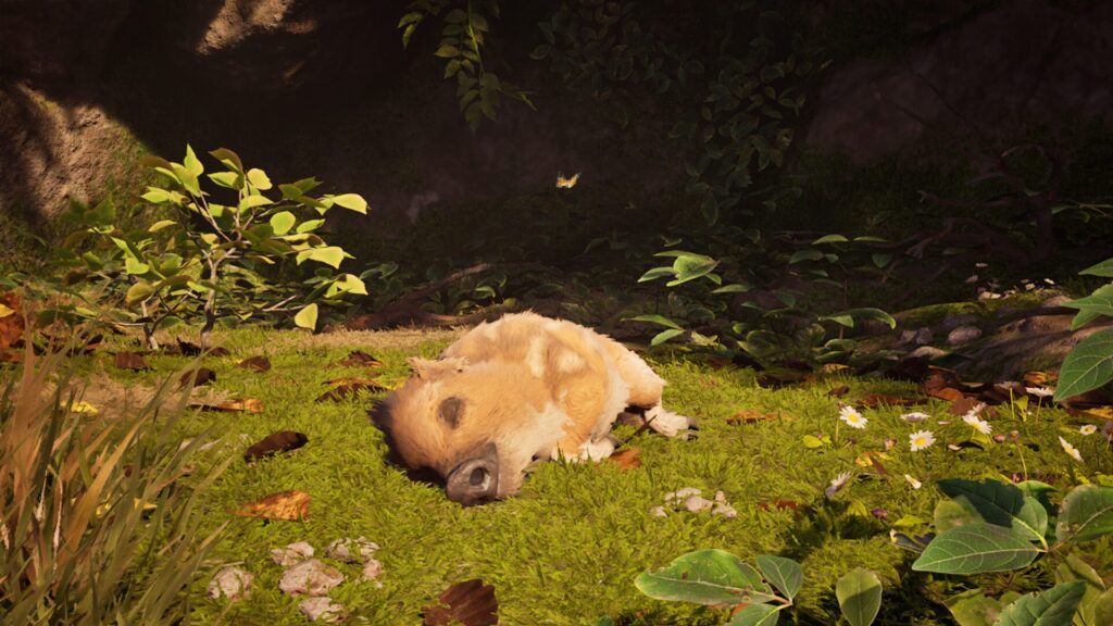 Boris dort au début d'Adorable Adventures