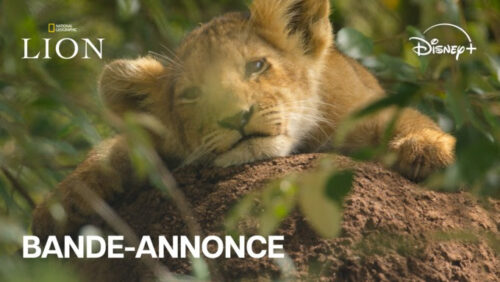 lion par hans zimmer et disney